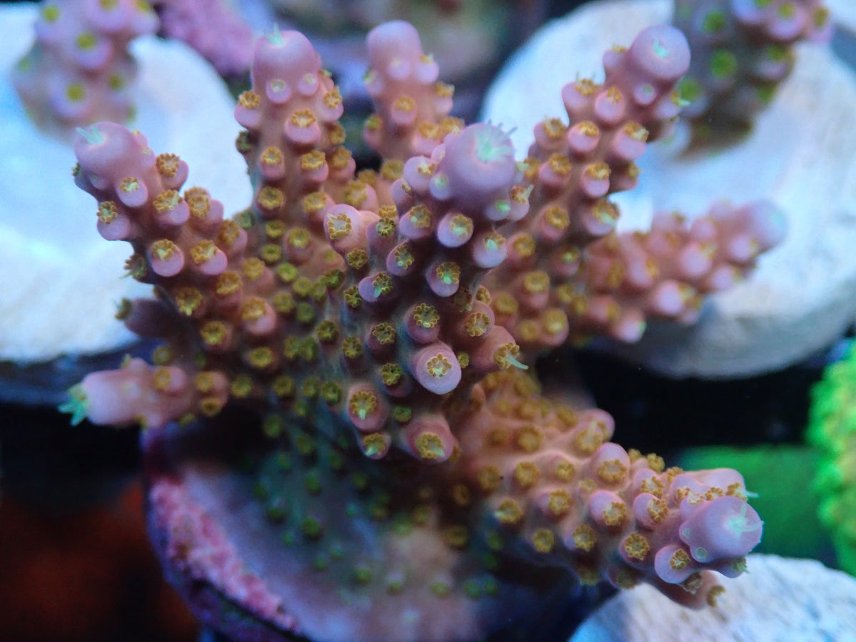 AQUACULTURED 'PINK FIREWORKS' ACROPORA FRAG