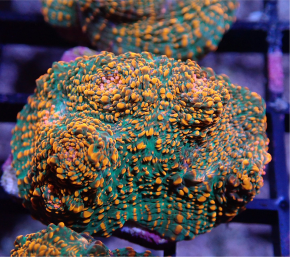 AQUACULTURED  ‘CLOUDBERRY’ CHALICE FRAG