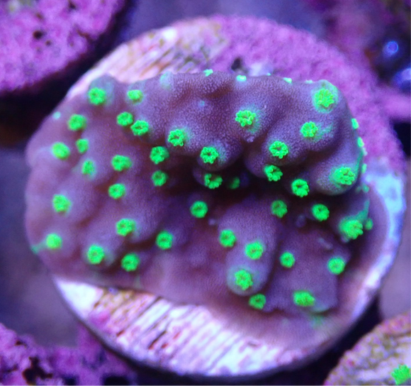 AQUACULTURED ISOPORA FRAG