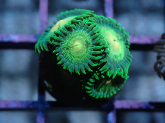 AQUACULTURED 'BLUE LAGOON' ZOANTHID FRAG