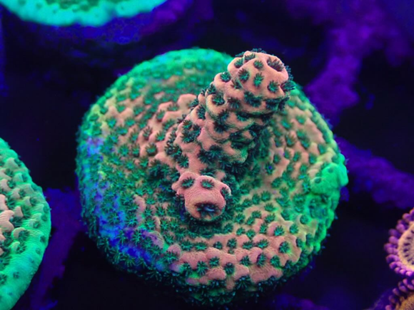 AQUACULTURED 'DEREK'S PINK MILLE' ACROPORA