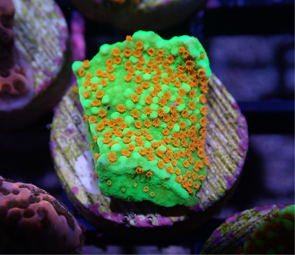 AQUACULTURED ULTRA CHILLI PEPPER MONTIPORA FRAG