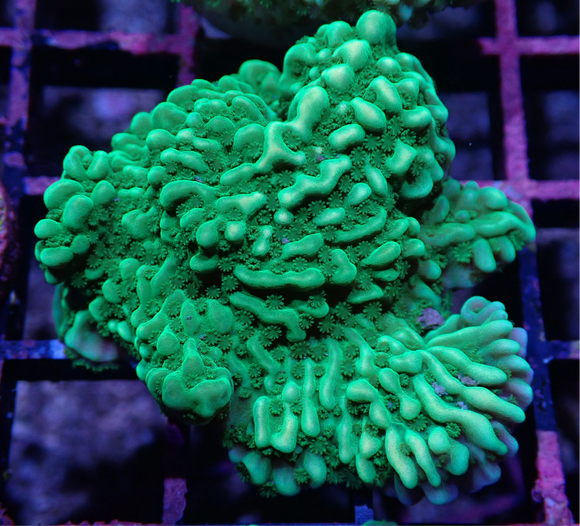 AQUACULTURED GREEN MONTIPORA UNDATA