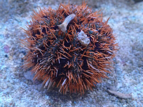 COLLECTOR URCHIN