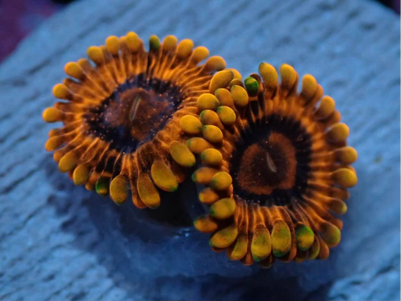 AQUACULTURED 'KO NIGHTMARE' ZOANTHID FRAG