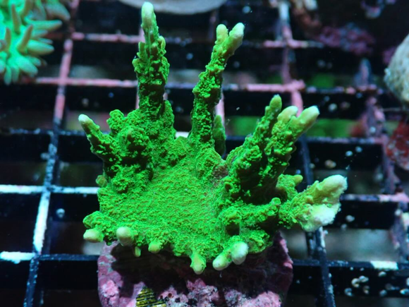 AQUACULTURED GREEN MONTIPORA STELLATA FRAG