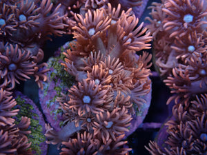 AQUACULTURED HOT PINK & VIOLET GONIOPORA FRAG