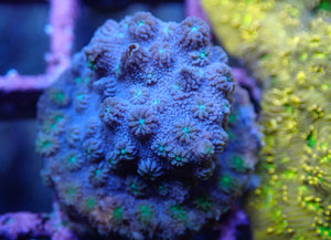 AQUACULTURED BLUE BRANCHING CYPHASTREA DECADIA FRAG