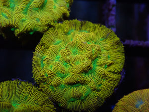 AQUACULTURED 'JACK-O-LANTERN' LEPTOSERIS FRAG