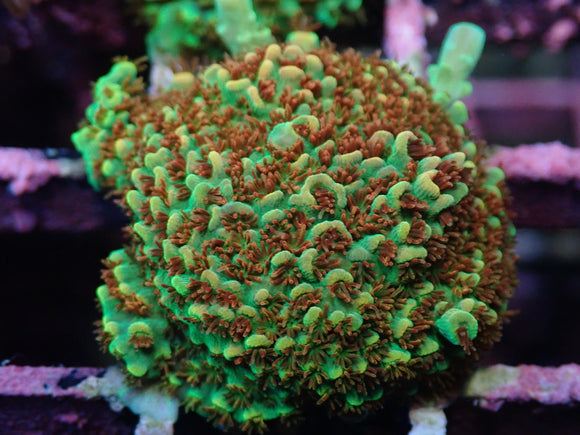 AQUACULTURED 'FRUITY PEBBLES' ACROPORA FRAG