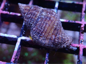 POLLIA VERMATID SNAIL