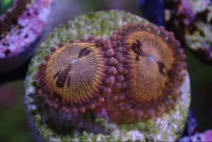 AQUACULTURED 'SAKURA SUNRISE' ZOA FRAG