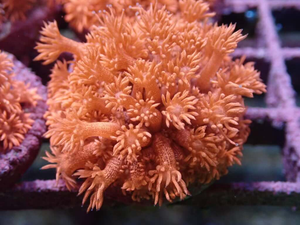 AQUACULTURED RED GLITTER GONIOPORA FRAG