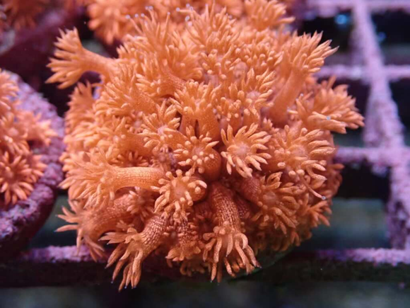 AQUACULTURED RED GLITTER GONIOPORA FRAG