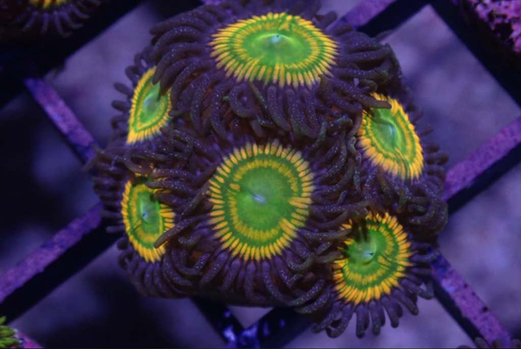 AQUACULTURED 'SUNNY D' ZOANTHID FRAG