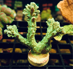 AQUACULTURED NEON BRANCHING HYDNOPHORA FRAG