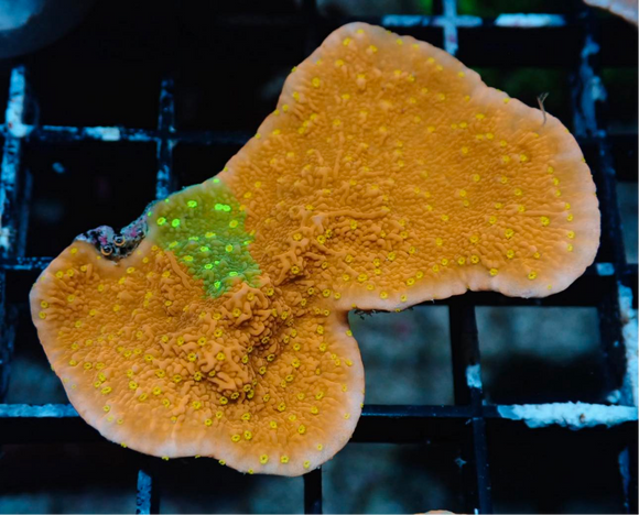 AQUACULTURED 'GRAFTED SUNFIRE' MONTIPORA SCROLLER FRAG