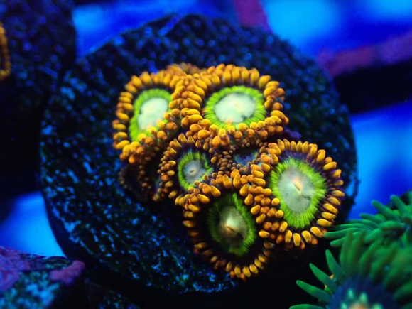 AQUACULTURED 'TREEHOUSE OF HORROR' ZOANTHID FRAG