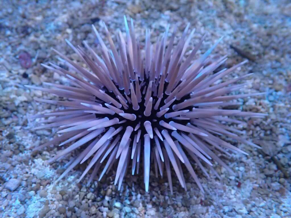 SHORT SPINE URCHIN