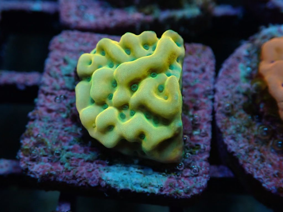 AQUACULTURED 'BEACH BUM' MONTIPORA UNDATA FRAG