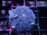 BURROWING COLLECTOR URCHIN