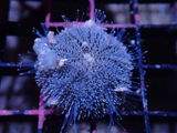 BURROWING COLLECTOR URCHIN