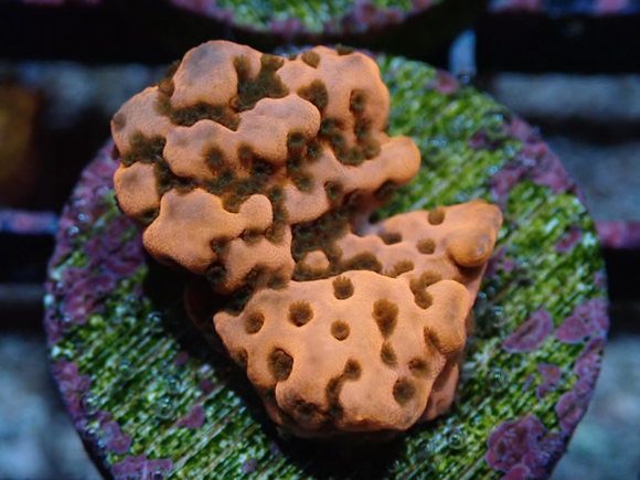 AQUACULTURED 'CHERRY TREE' MONTIPORA FRAG