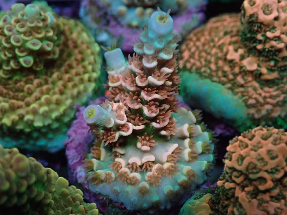 AQUACULTURED 'CHERRY BOMB' ACROPORA TENUIS FRAG