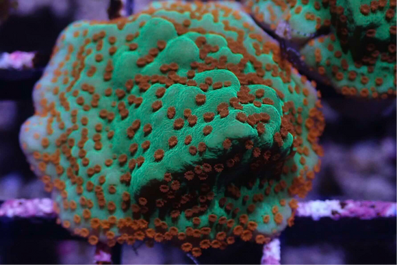 AQUACULTURED 'CHILLI PEPPER' MONTIPORA FRAG