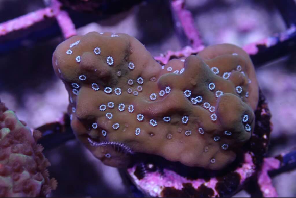 AQUACULTURED 'COOKIES N CREAM' MONTIPORA UNDATA FRAG