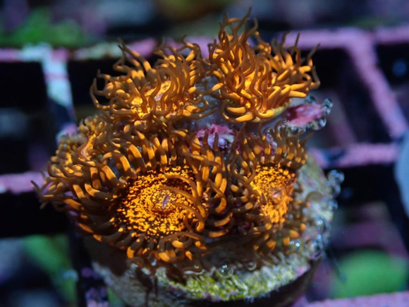 AQUACULTURED 'DARTH MAUL' ZOANTHID FRAG