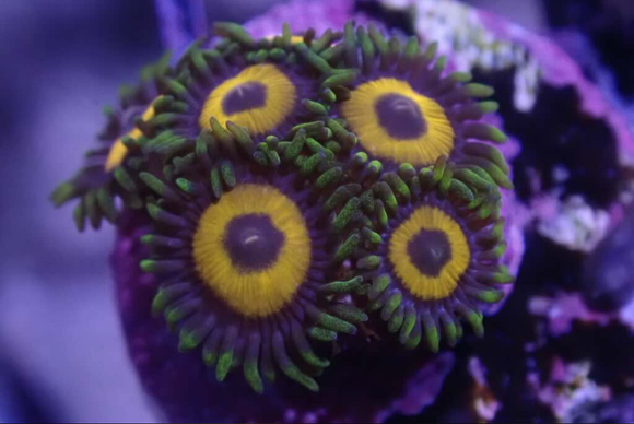 AQUACULTURED 'EAGLE EYE' ZOANTHID FRAG