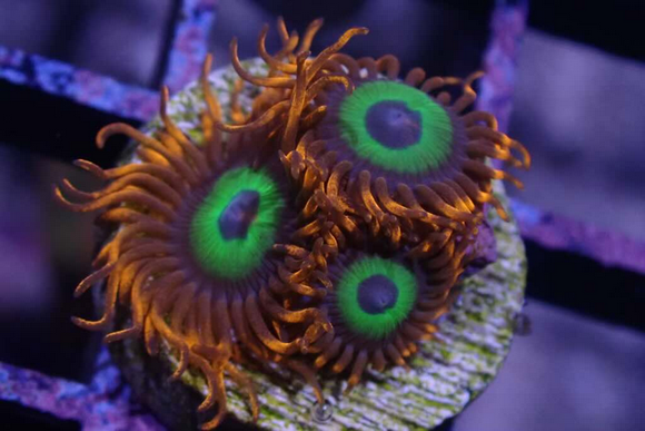 AQUACULTURED 'EMERALDS ON FIRE' ZOANTHID FRAG