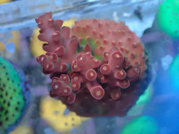 AQUACULTURED 'FIRE TRUCK' ACROPORA ROSARIA FRAG