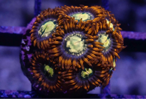 AQUACULTURED 'FLAMING SUNS' ZOANTHID FRAG