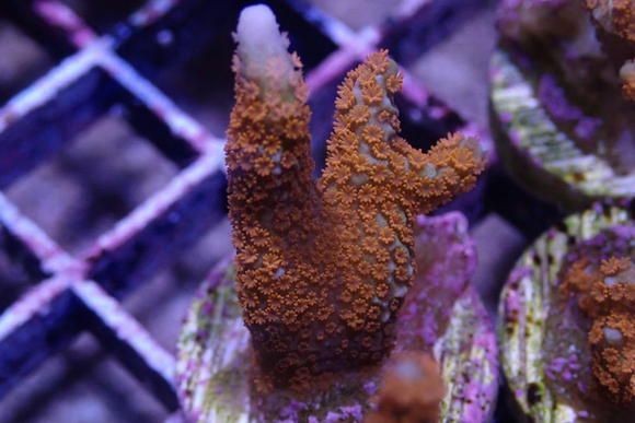 AQUACULTURED 'FOREST FIRE' MONTIPORA DIGITATA FRAG