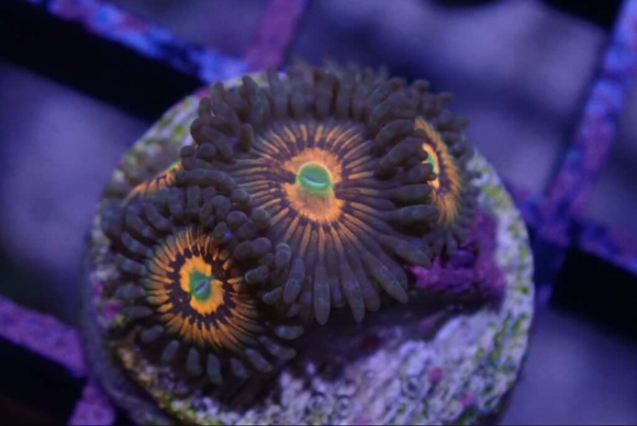 AQUACULTURED 'GOD OF WAR' ZOANTHID FRAG