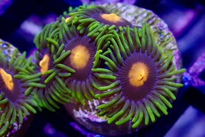 AQUACULTURED 'GORILLA NIPPLES' ZOANTHID FRAG