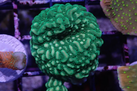 AQUACULTURED GREEN MONTIPORA UNDATA FRAG