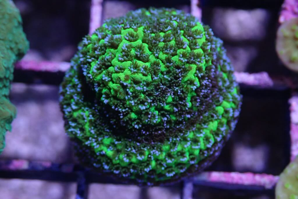 AQUACULTURED 'GREEN MYSTIC' MONTIPORA FRAG