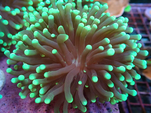 AQUACULTURED GREEN TIP QLD TORCH FRAG - PER MOUTH