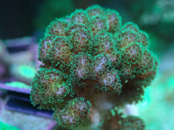 AQUACULTURED POCILLOPORA FRAG