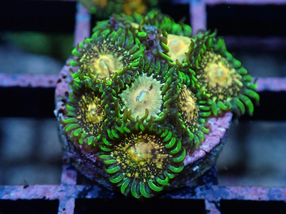 AQUACULTURED TEXAS GRIM REAPER ZOANTHID