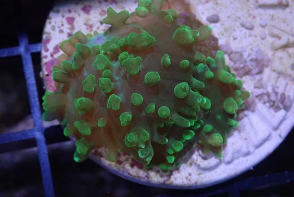 AQUACULTURED 'HULK MORPH' FLUFFY RHODACTIS FRAG