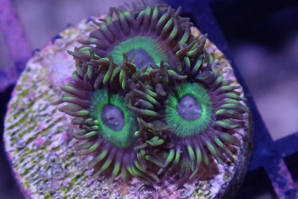 AQUACULTURED 'KRYPTONITE' ZOANTHID FRAG