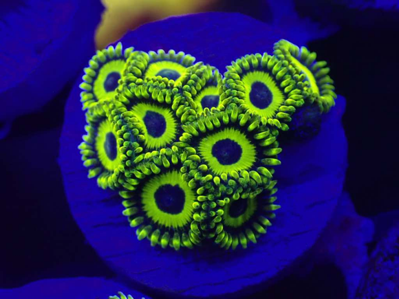 AQUACULTURED 'LA LAKERS' ZOANTHID FRAG