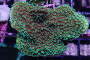 AQUACULTURED 'LA LAKERS' MONTIPORA FRAG