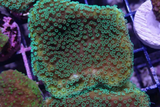 AQUACULTURED 'LA LAKERS' MONTIPORA FRAG