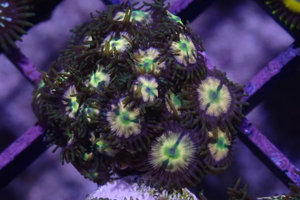 AQUACULTURED 'LIEUTENANT DAN' ZOANTHID FRAG