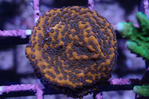 AQUACULTURED 'MYSTIC SUNSET' MONTIPORA FRAG